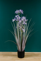Allium Grass