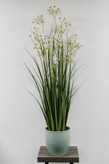 Allium Grass