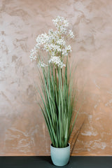 Allium Grass