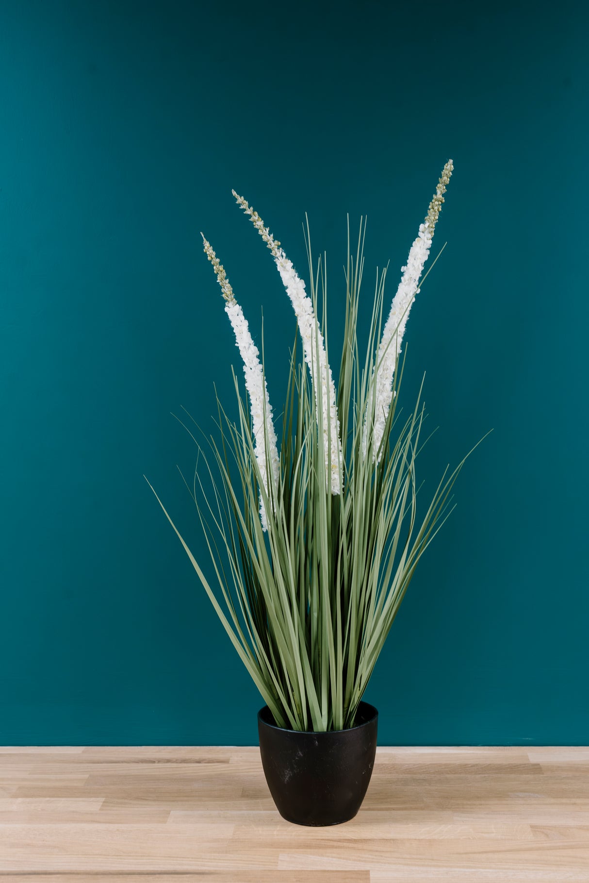 Eremurus Grass