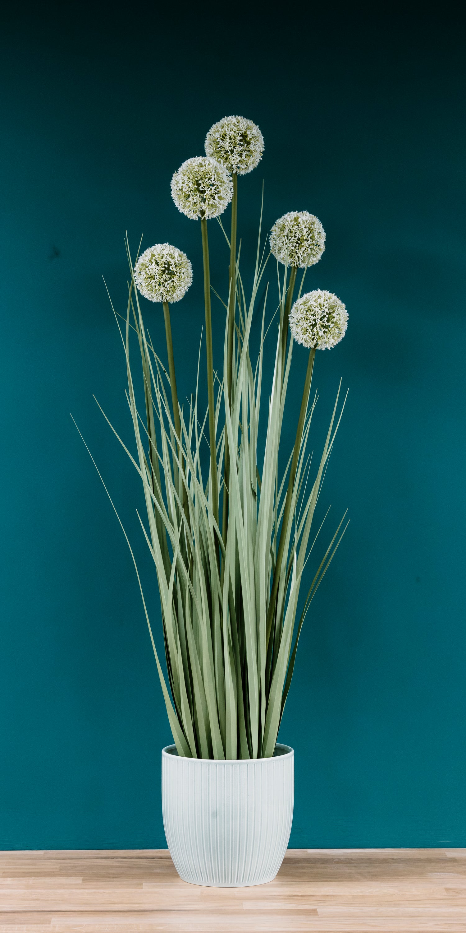 Allium Grass
