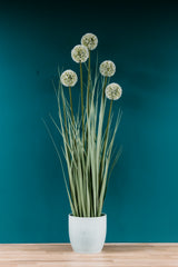 Allium Grass