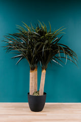Nolina Recurvarta