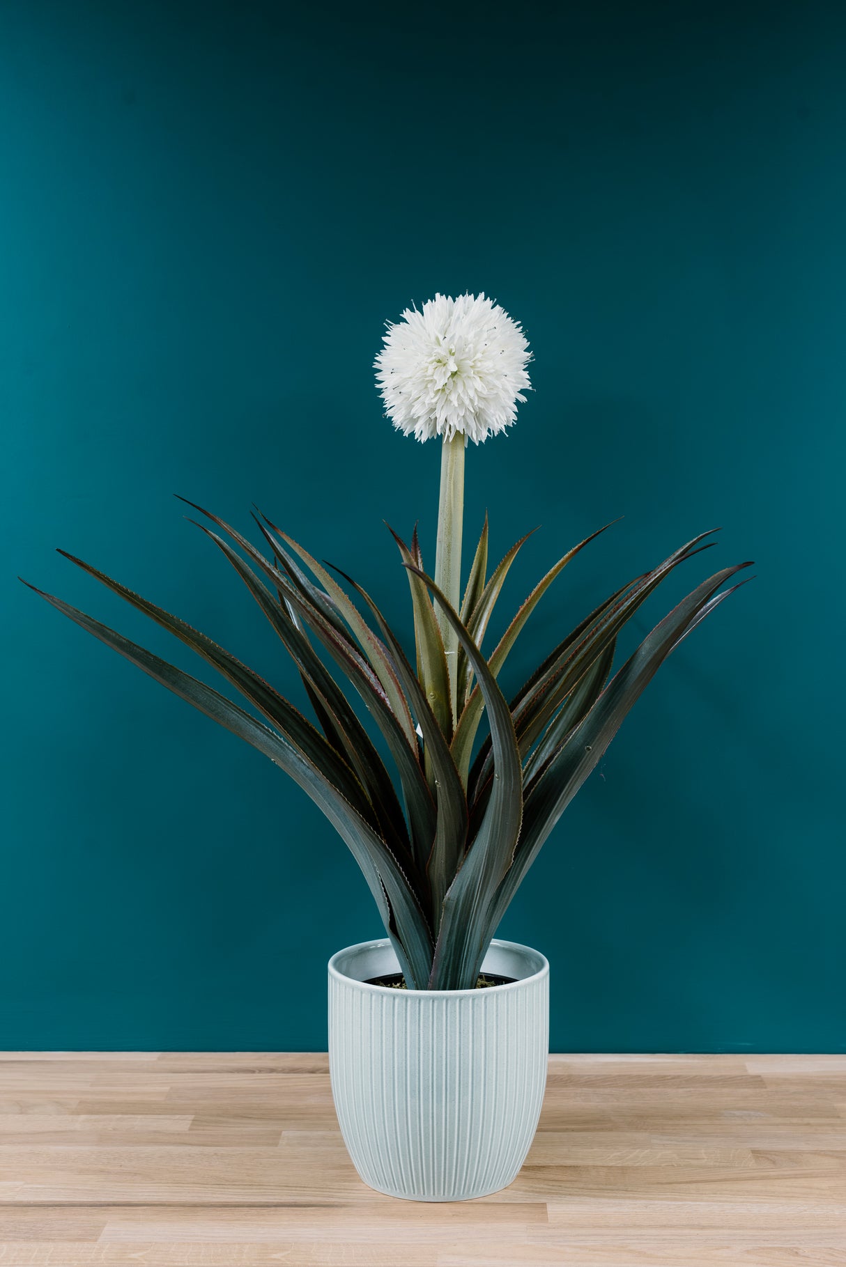 Pineapple Plant
