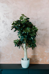 Schefflera Arboricola