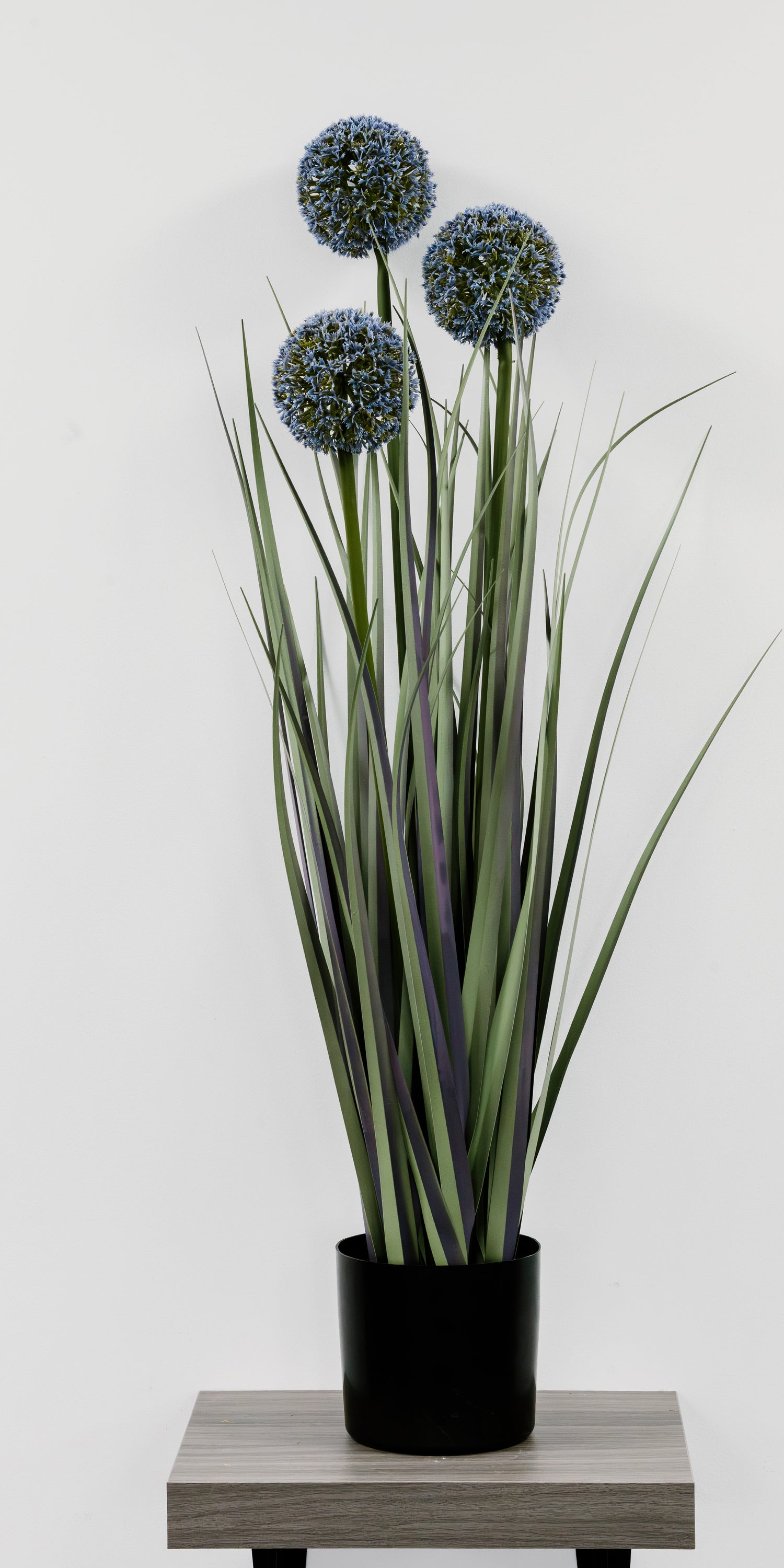 Allium Grass