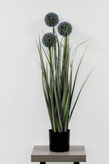Allium Grass