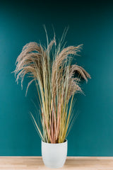 Dried Pampas Grass