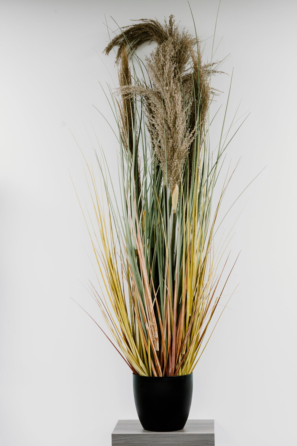 Dried Pampas Grass