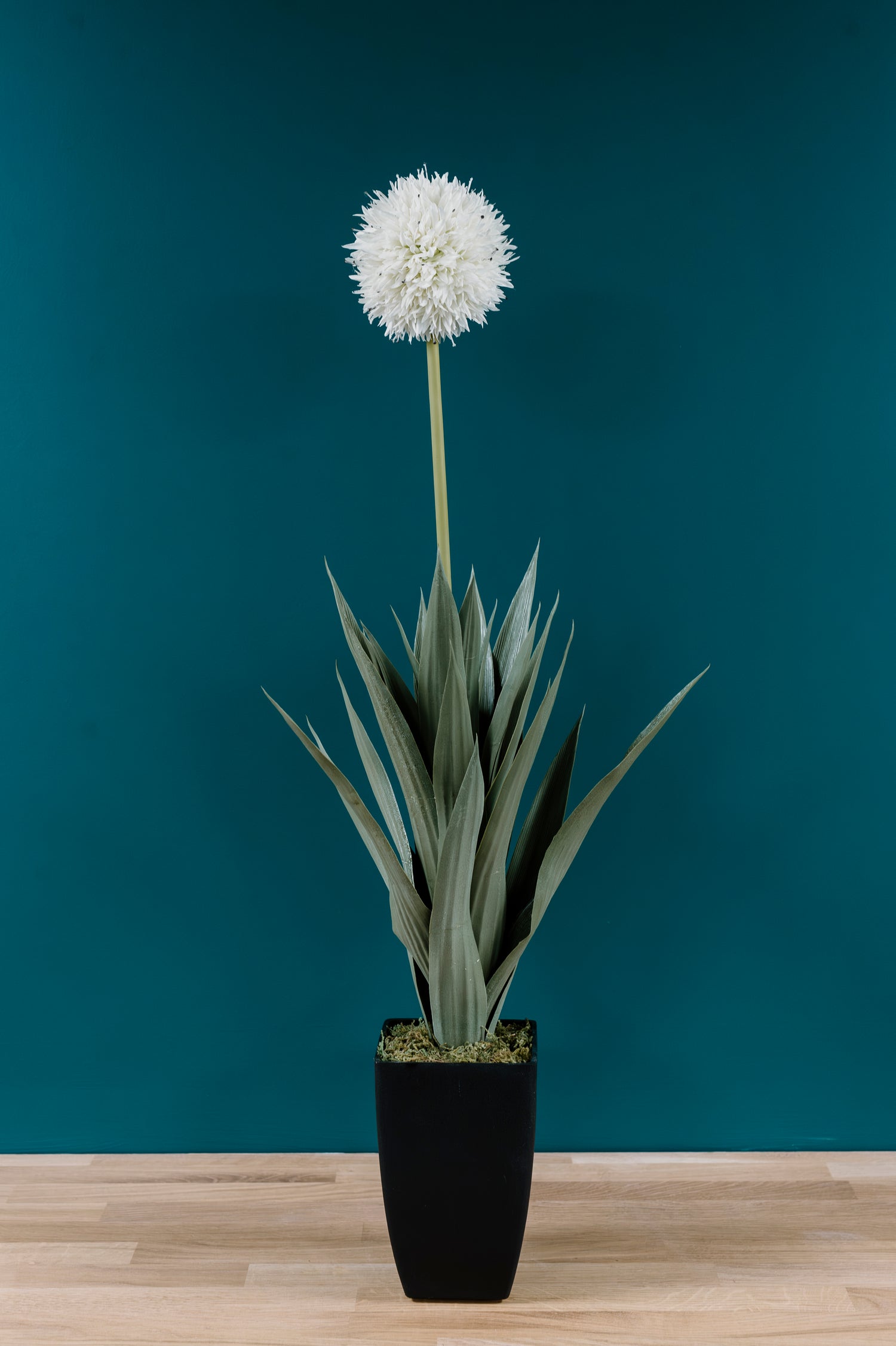 Dandelion Plant