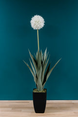 Dandelion Plant