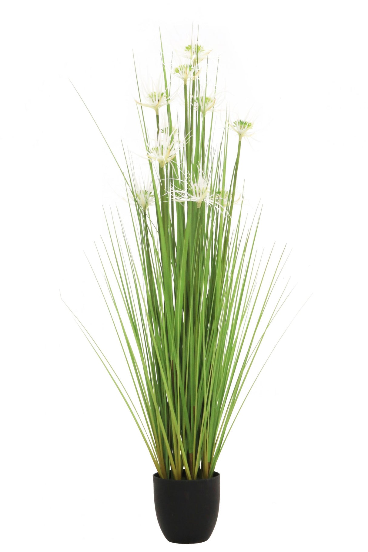 Sunny Grass
