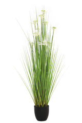 Sunny Grass