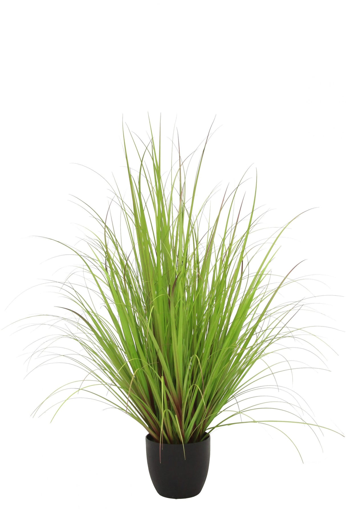 Wild Grass Greenish