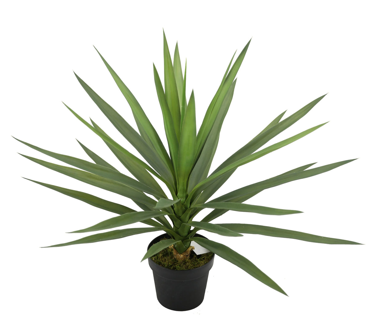 Yucca