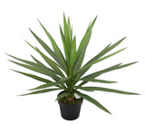 Yucca