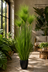 Cycas Grass