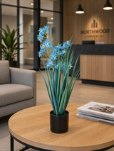 Allium Grass