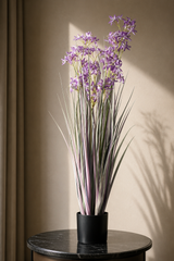 Allium Grass