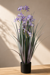 Allium Grass