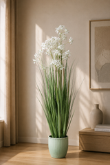 Allium Grass