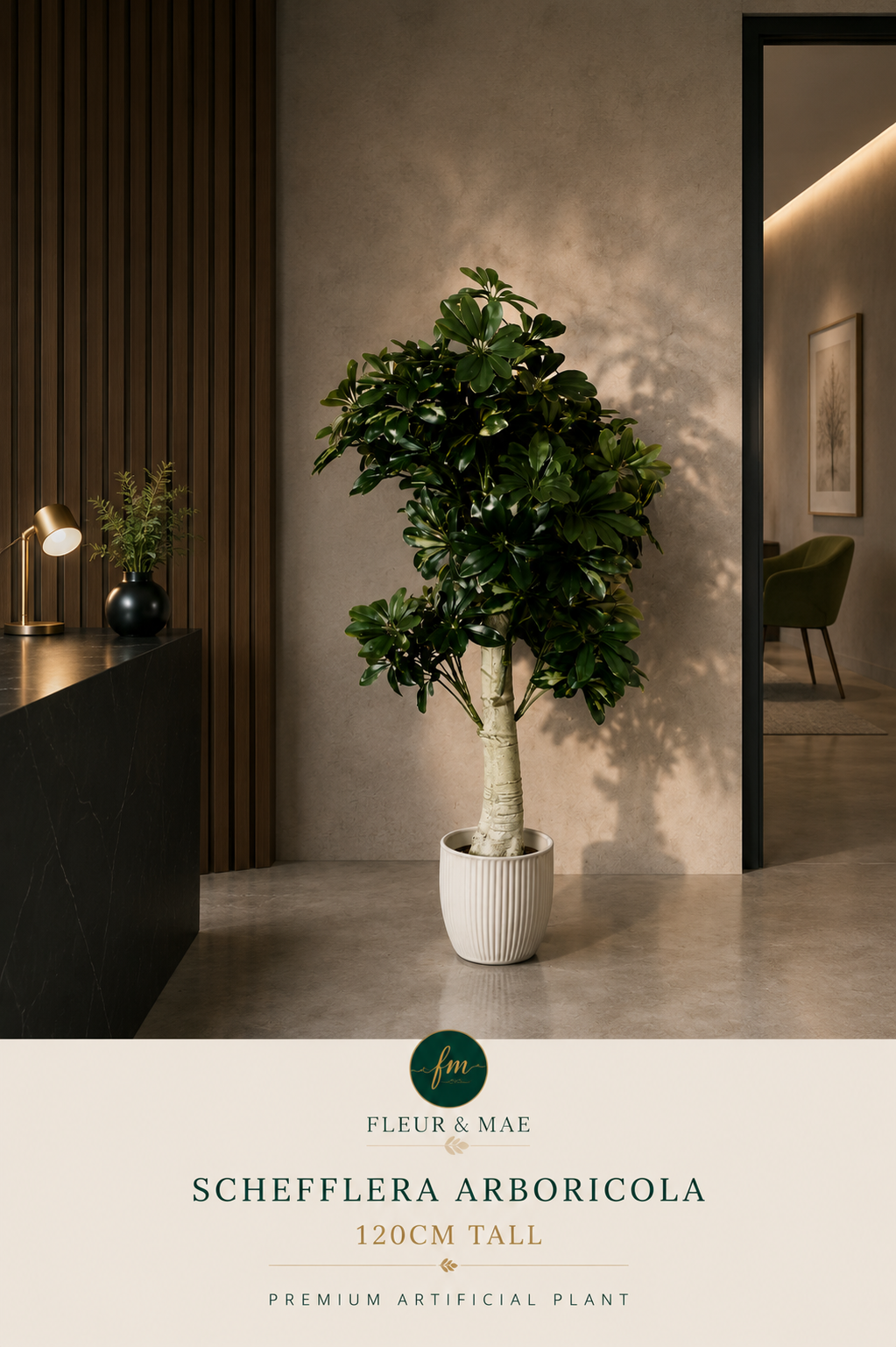 Schefflera Arboricola