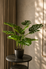 Monstera Swiss Cheese Plant