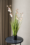 Princess Flower Grass