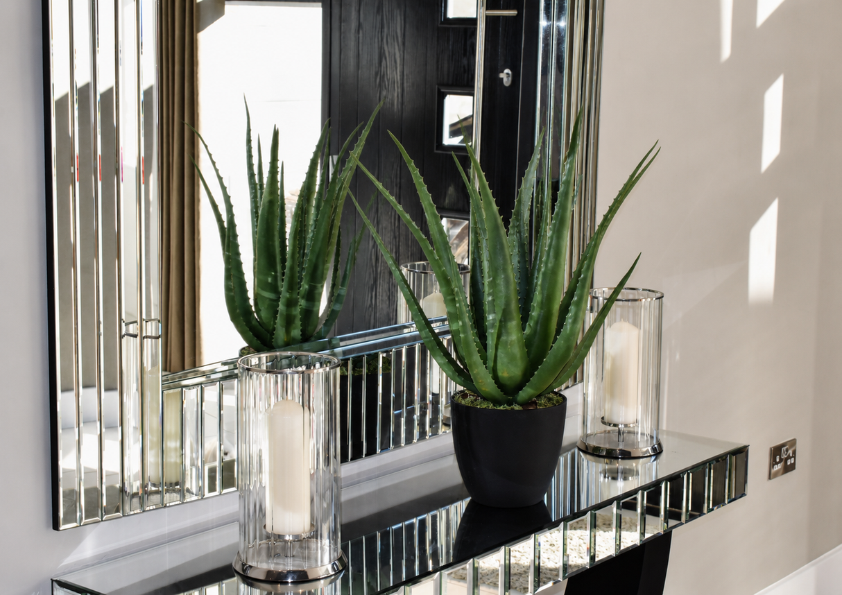 Aloe Vera Plant