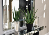 Aloe Vera Plant