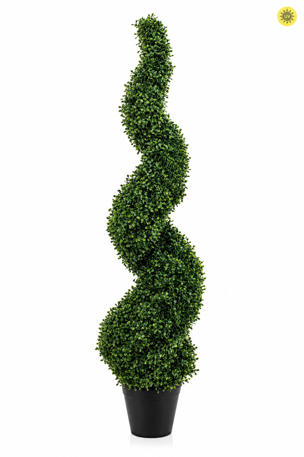 Boxwood Spiral Tree