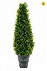 Boxwood Pyramid