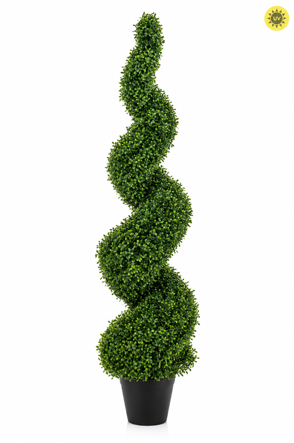 Boxwood Spiral Tree