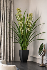 Cymbidium Orchid 140CM