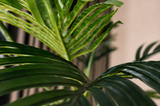 Areca Palm Tree