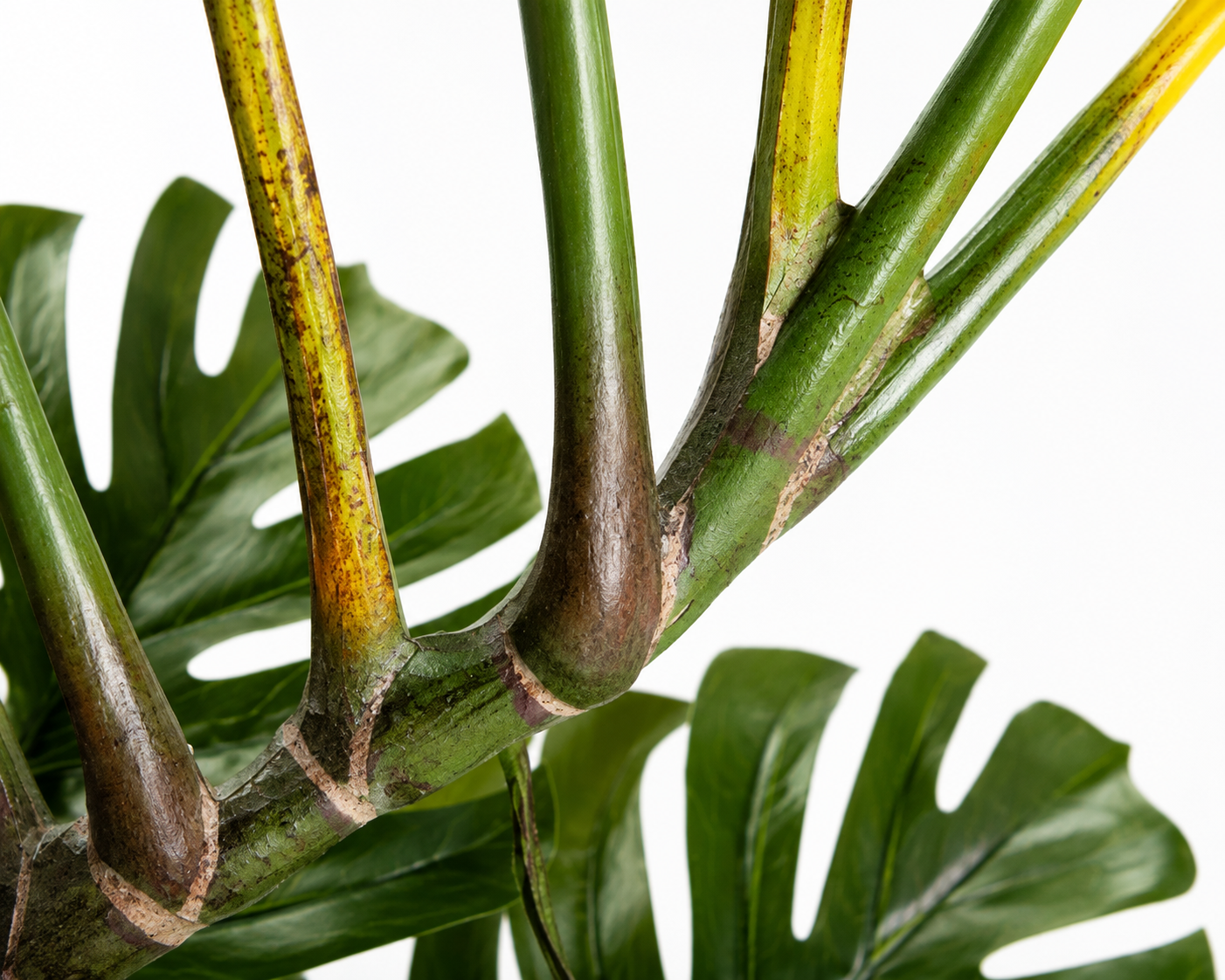 Monstera Swiss Cheese Plant