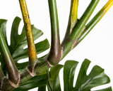 Monstera Swiss Cheese Plant