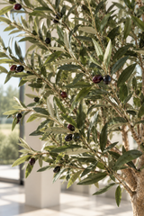 Ligurian Olive Tree 180cm