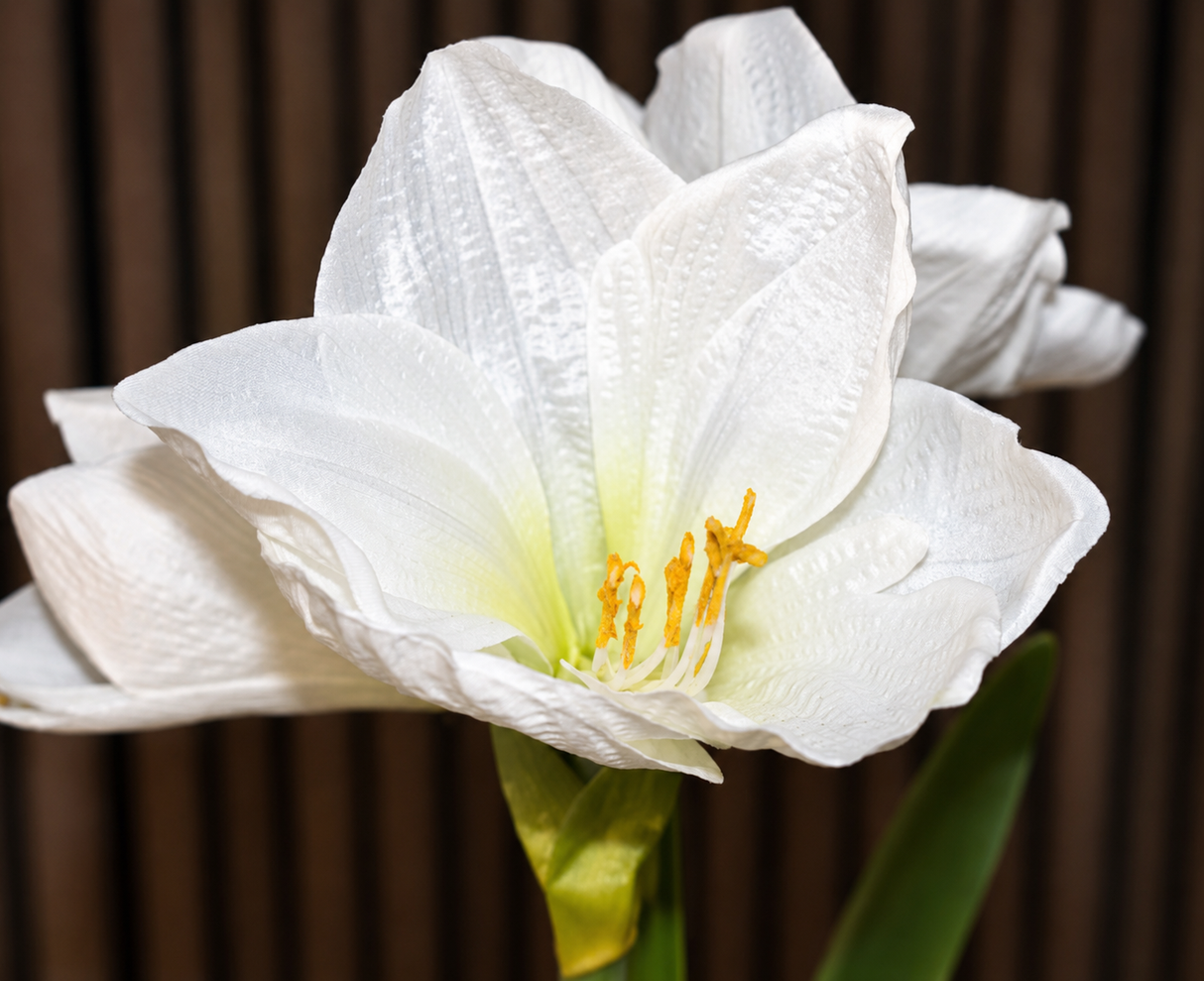 White Amaryllis Plant 80 CM