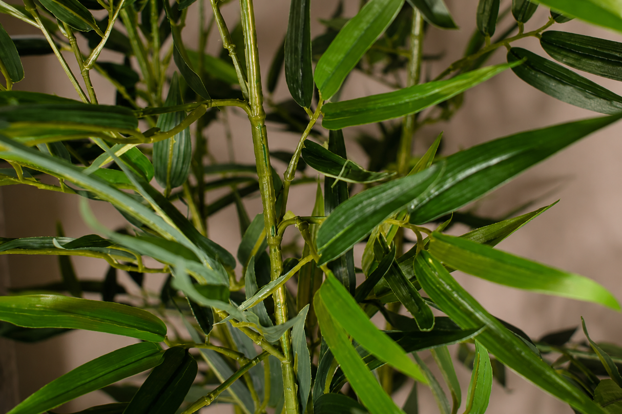 Green Stem Bamboo Plant
