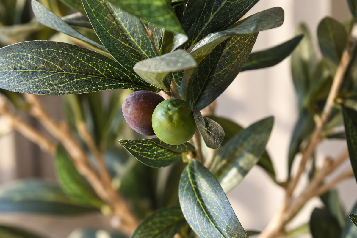 Petite Mediterranean Olive Tree 80CM