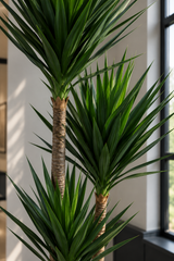 Triple Head Yucca 260cm