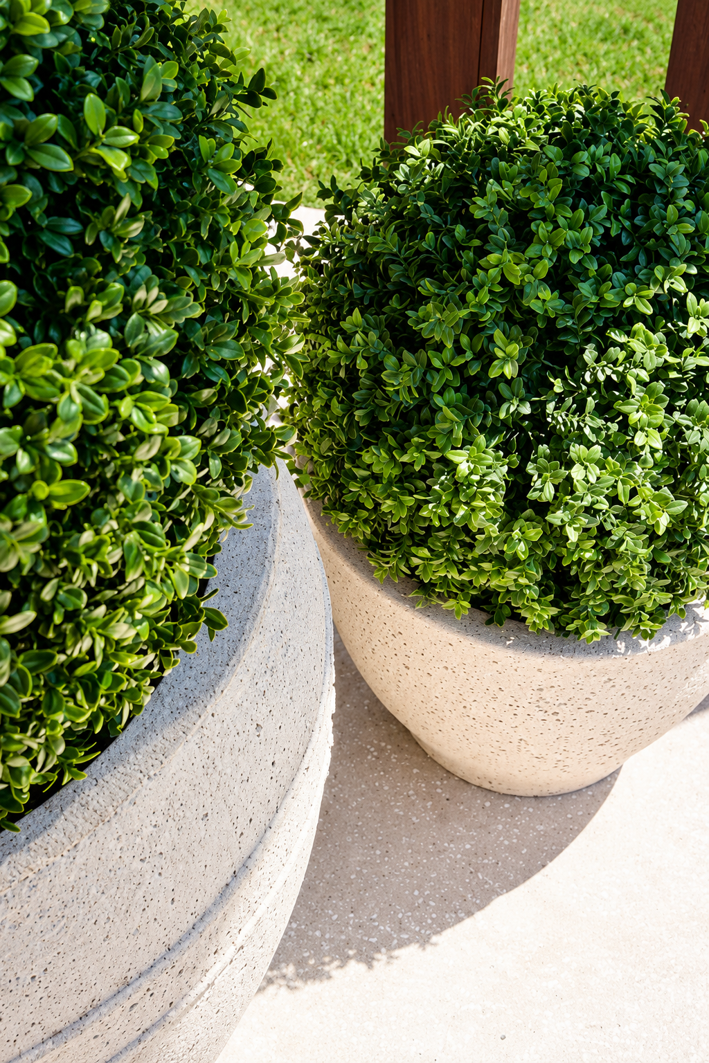 Boxwood Ball Topiary