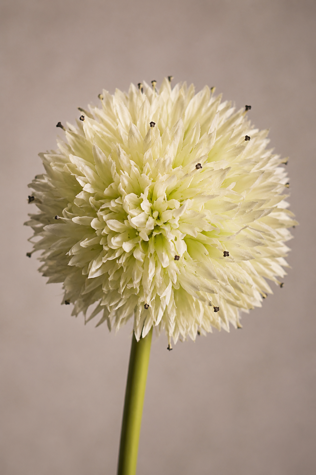 Double Head Dandelion  86cm
