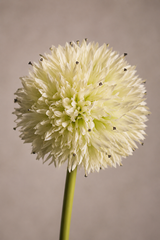 Double Head Dandelion  86cm