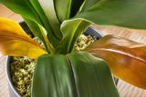 Dracaena Fragrans 110cm