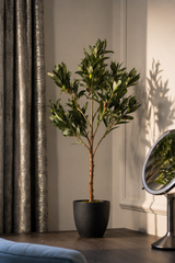 Petite Mediterranean Olive Tree 80CM