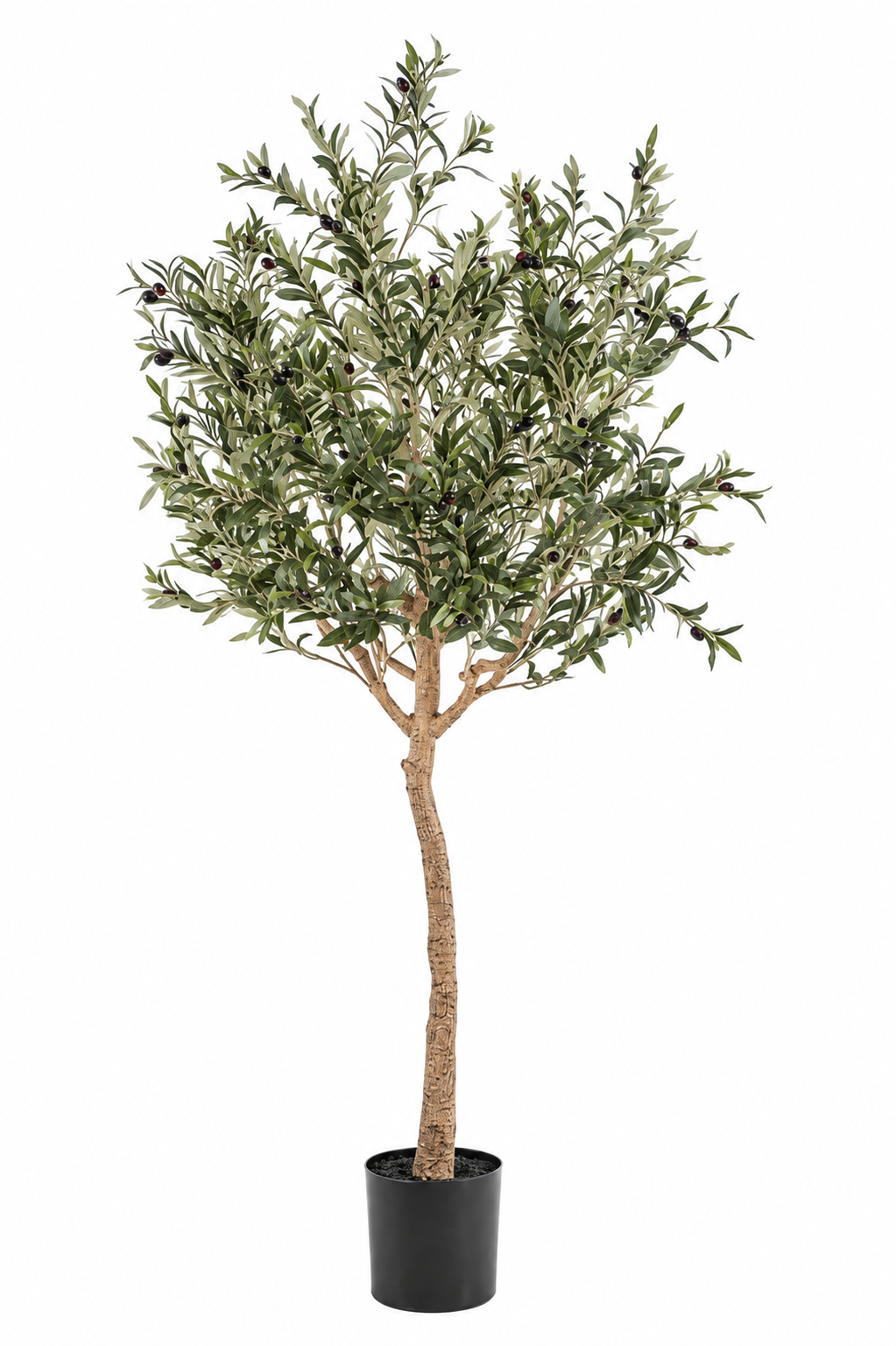 Ligurian Olive Tree 180cm