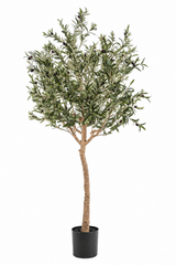 Ligurian Olive Tree 180cm