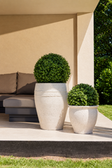 Boxwood Ball Topiary